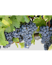 Cabernet Franc