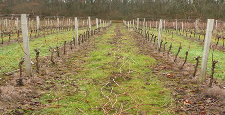 taille de la vigne