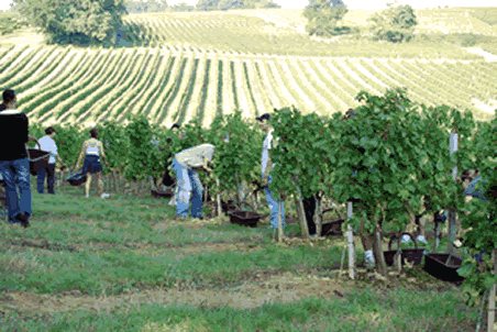 les vendanges