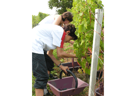 les vendanges