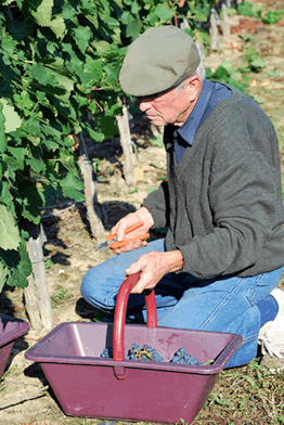 les vendanges