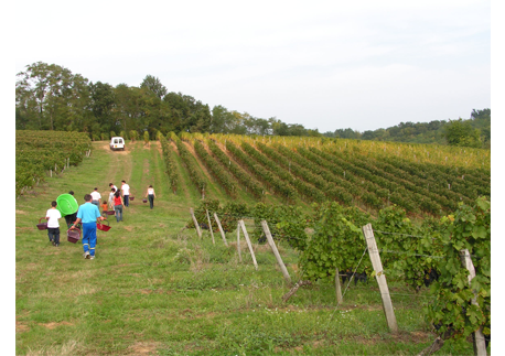 les vendanges