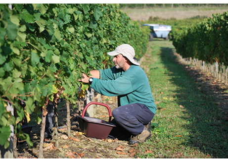 les vendanges