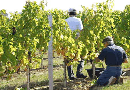 les vendanges