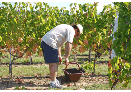 les vendanges