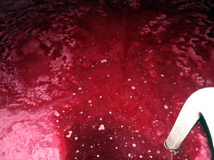 vinification